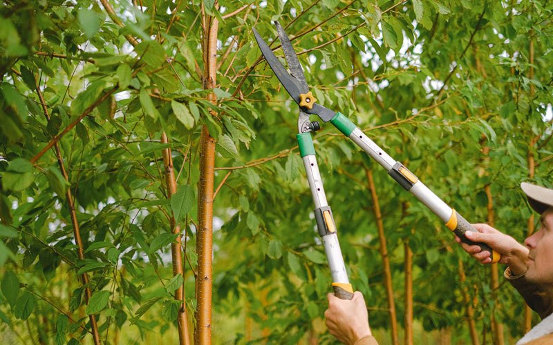 Tree trimming in Mira Loma, CA